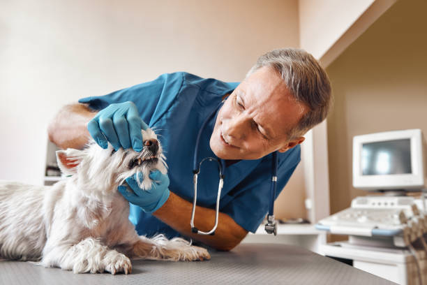 Best Mobile Emergency Dentist in Morrilton, AR